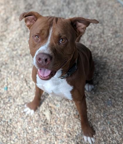Enlarge Chunky, a Adoptable Mixed Breed in Buchanan Dam, TX image 1/2