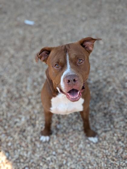 Chunky, Adoptable, Adult Male Mixed Breed & Mixed Breed.