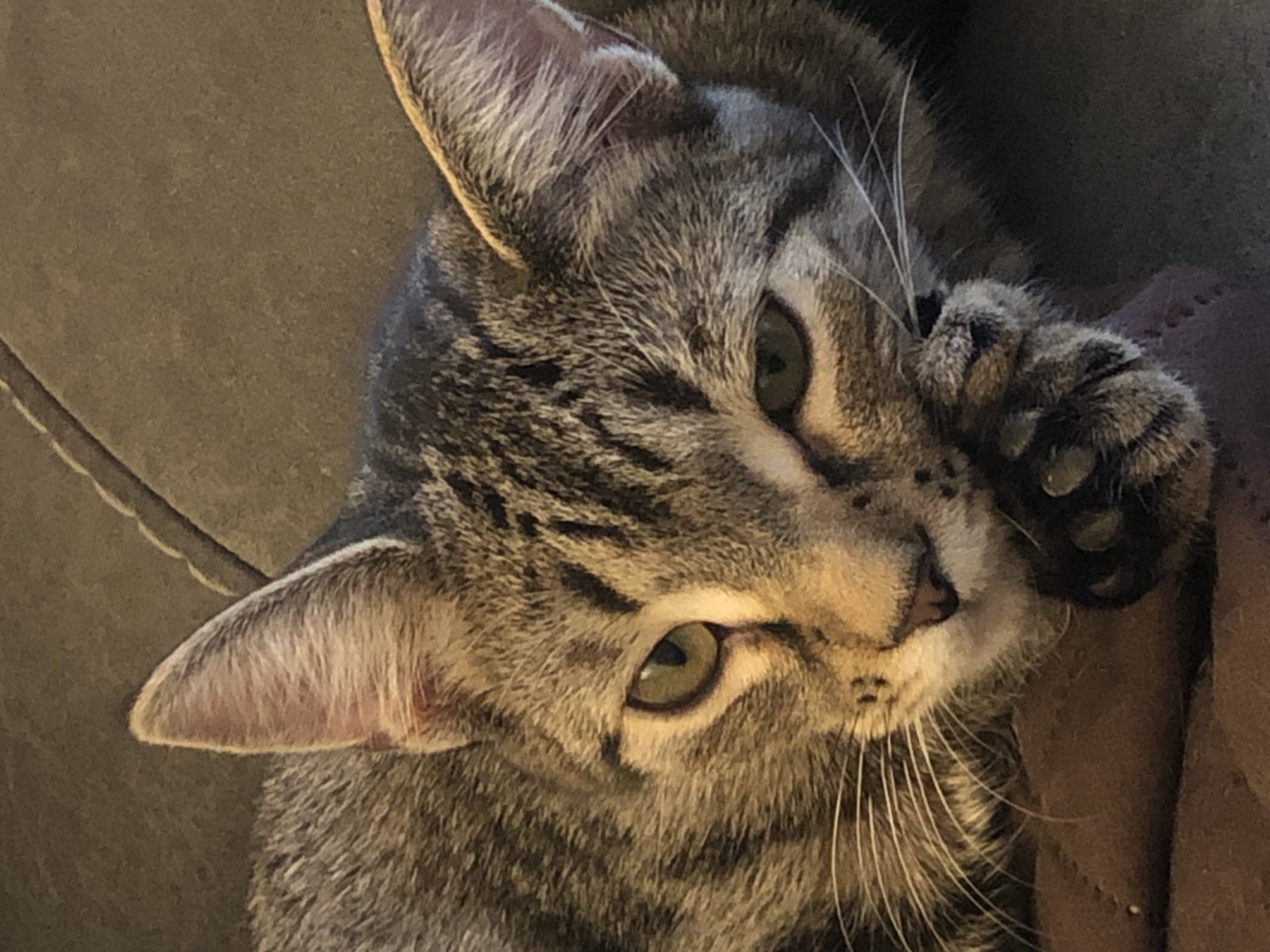 Cat for adoption Laurel, a Domestic Short Hair in Riverside, RI