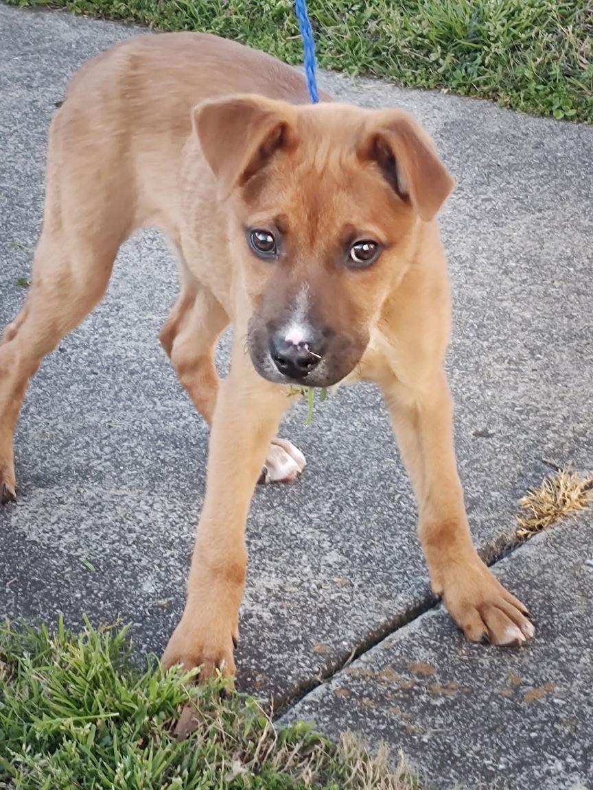 Enlarge Penny, a Adoptable Mixed Breed in Wilmington, NC image 1/2