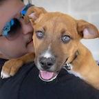 Enlarge Penny, a Adoptable Mixed Breed in Wilmington, NC image 2/2