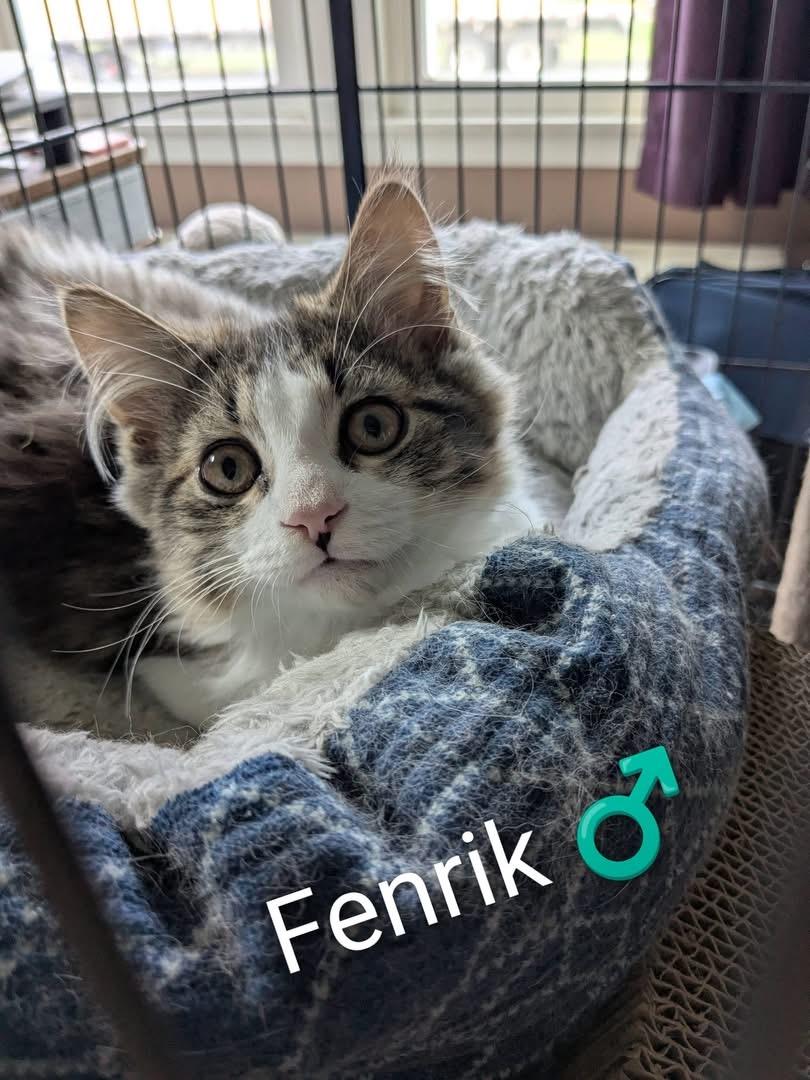Fenrik and Fiona Kittens-Bonded, a Adoptable Domestic Short Hair in Enfield, CT image 1/4