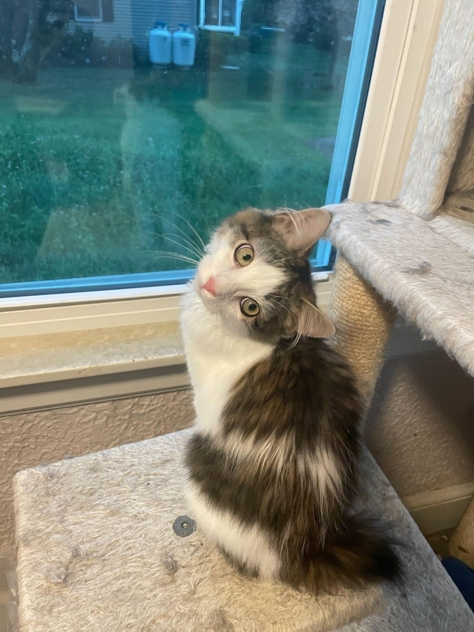 Enlarge Fenrik and Fiona Kittens-Bonded, a Adoptable Domestic Short Hair in Enfield, CT image 4/6