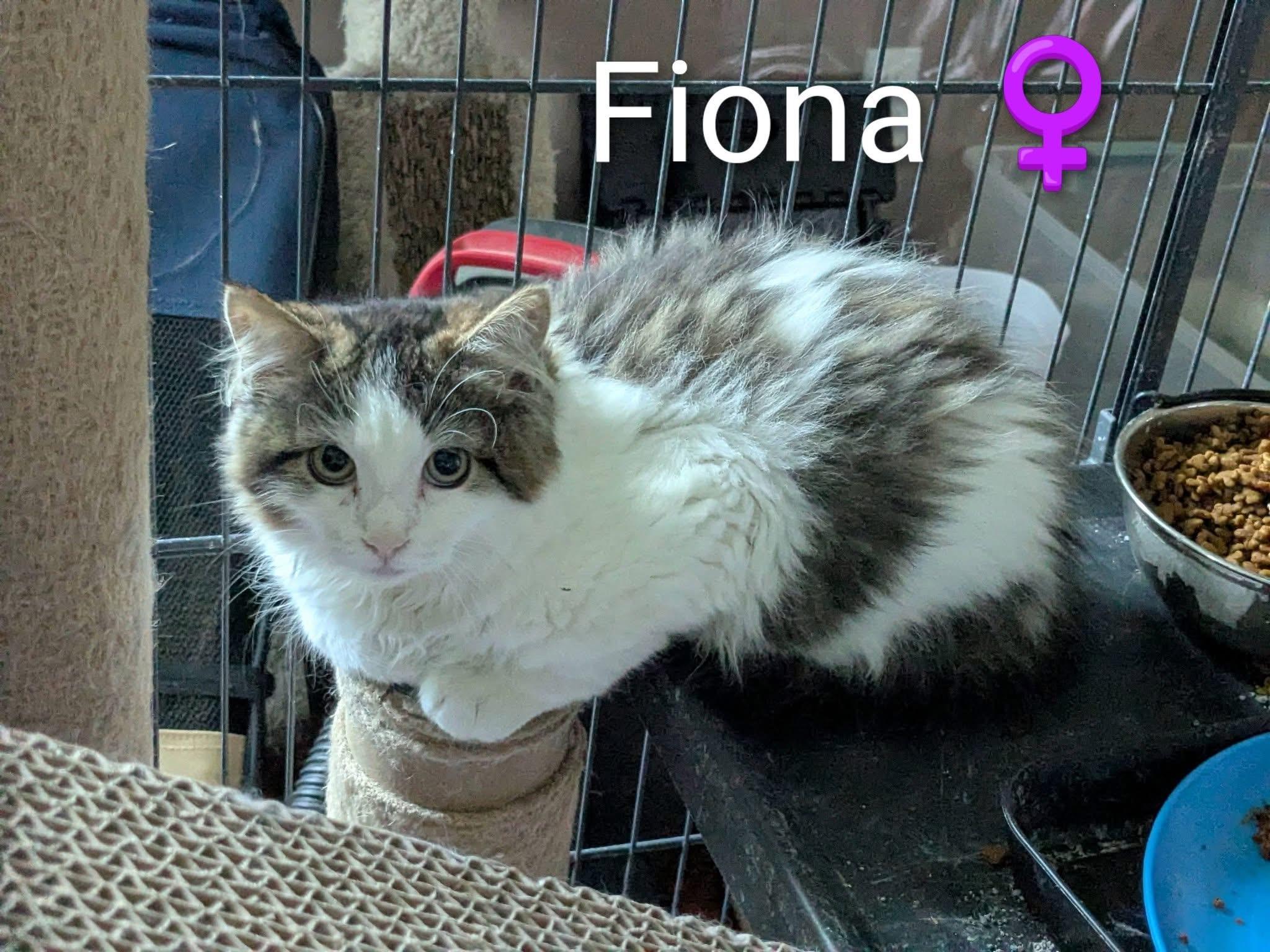Fenrik and Fiona Kittens-Bonded, a Adoptable Domestic Short Hair in Enfield, CT image 4/4