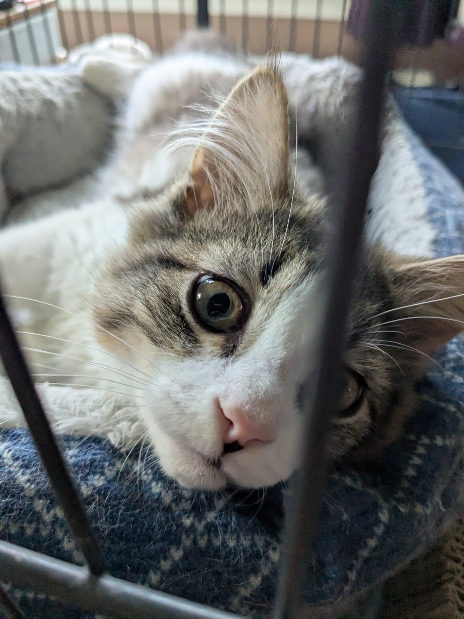 Enlarge Fenrik and Fiona Kittens-Bonded, a Adoptable Domestic Short Hair in Enfield, CT image 4/6