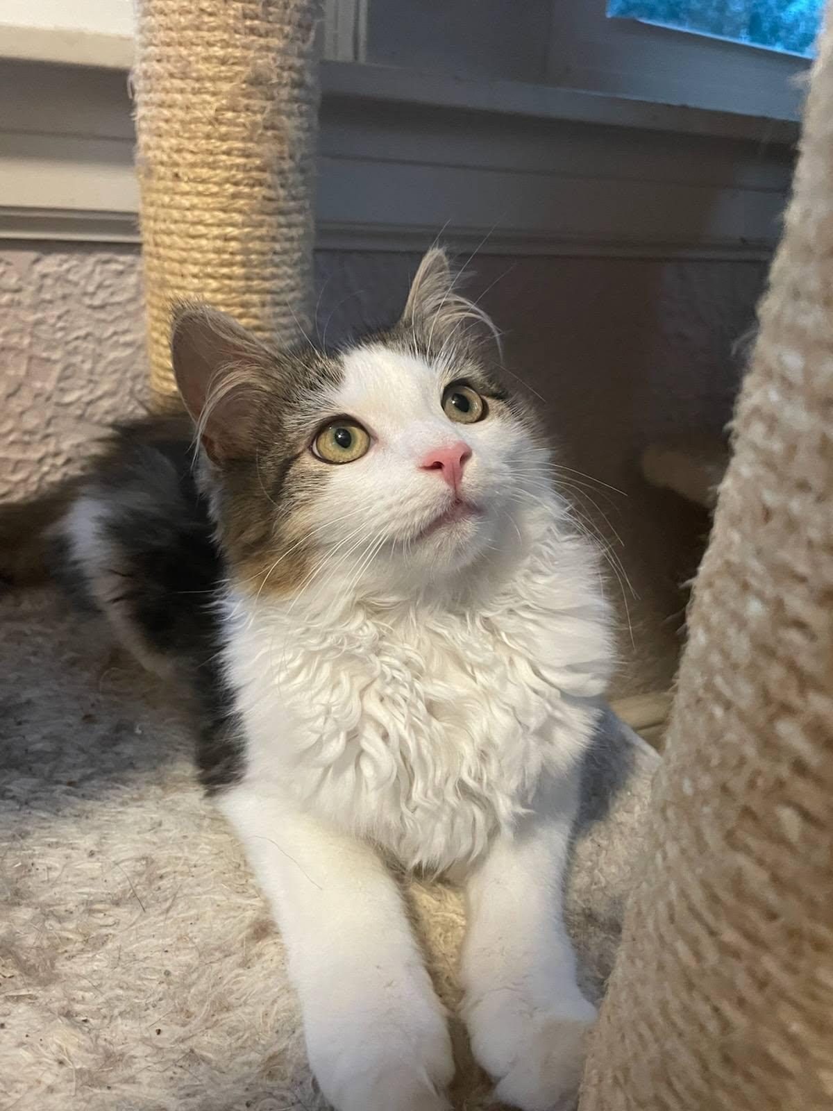 Enlarge Fenrik and Fiona Kittens-Bonded, a Adoptable Domestic Short Hair in Enfield, CT image 5/6