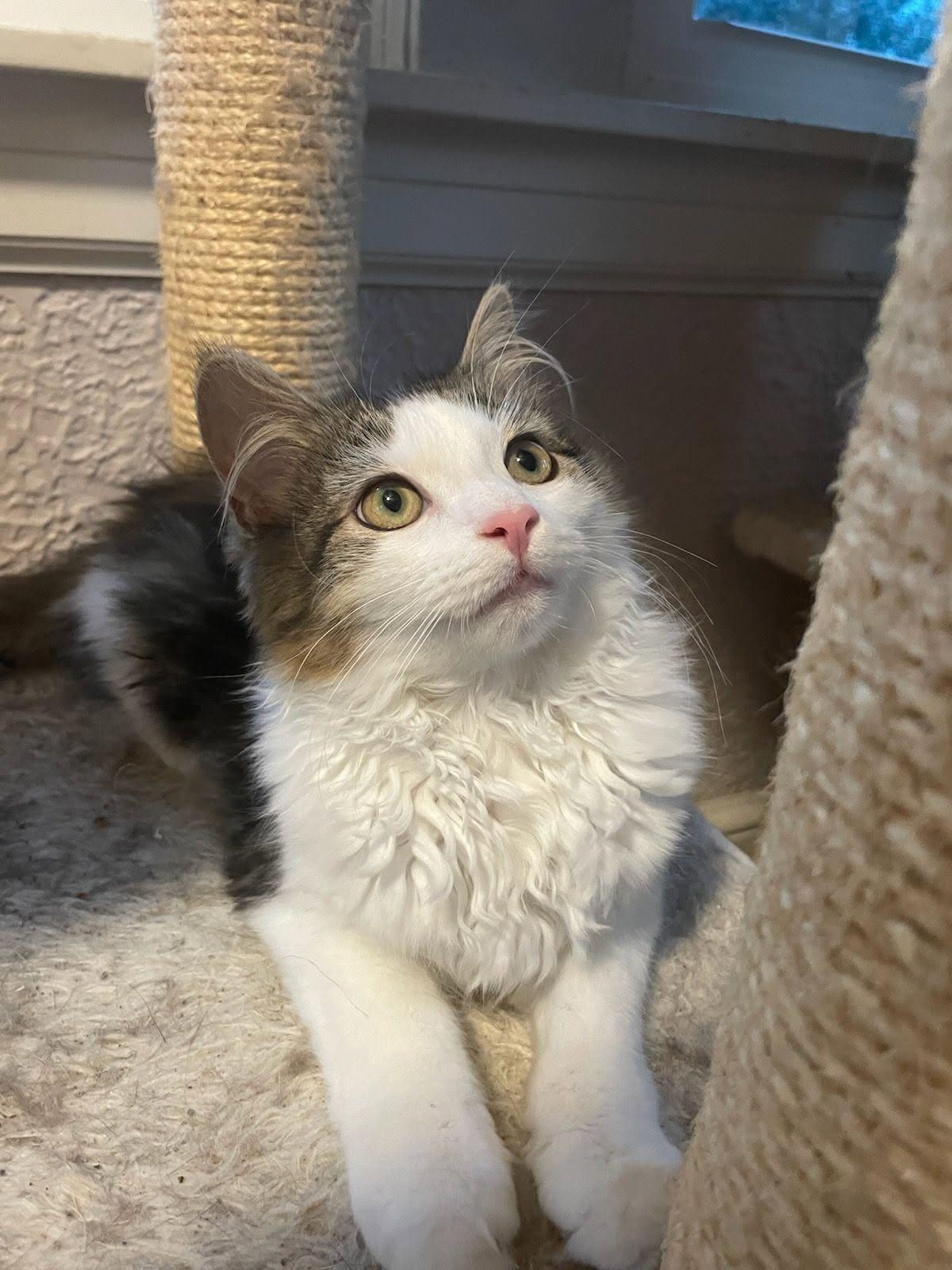 Enlarge Fenrik and Fiona Kittens-Bonded, a Adoptable Domestic Short Hair in Enfield, CT image 6/6