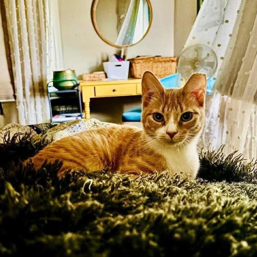 Orion, ADOPTABLE, Adult Male Domestic Short Hair.