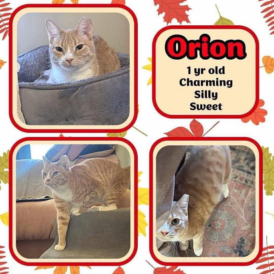 Orion, a ADOPTABLE mixed breed in Lubbock, TX image 2/2