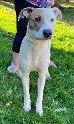 Enlarge B, a Adoptable Pit Bull Terrier in Elkins, WV image 1/1