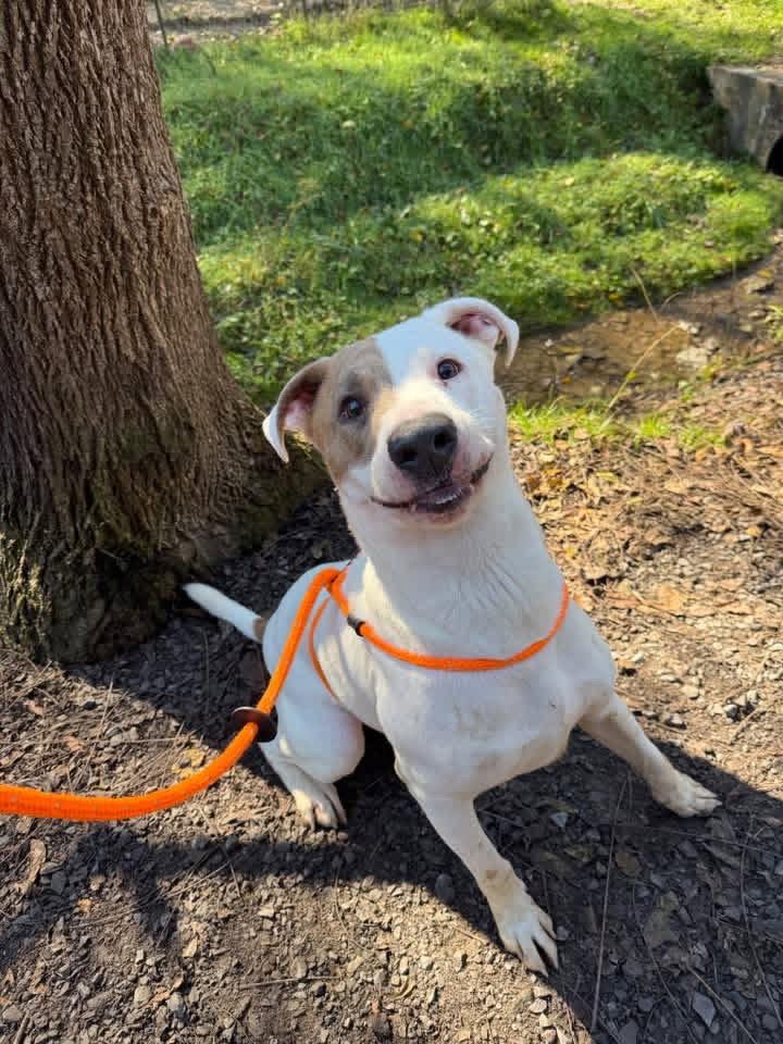 B, Adoptable, Adult Male Pit Bull Terrier.
