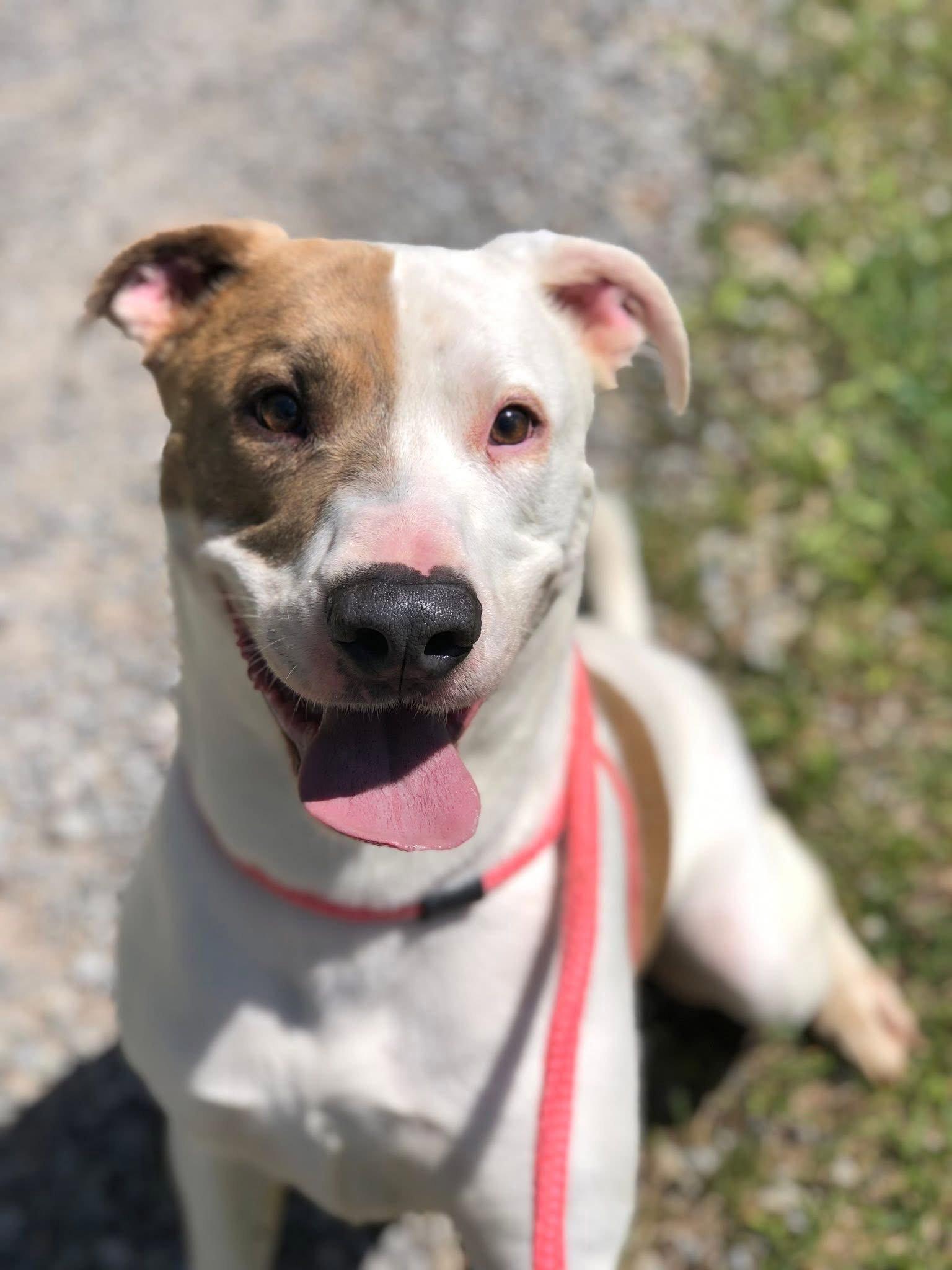 Enlarge B, a Adoptable Pit Bull Terrier in Elkins, WV image 2/3