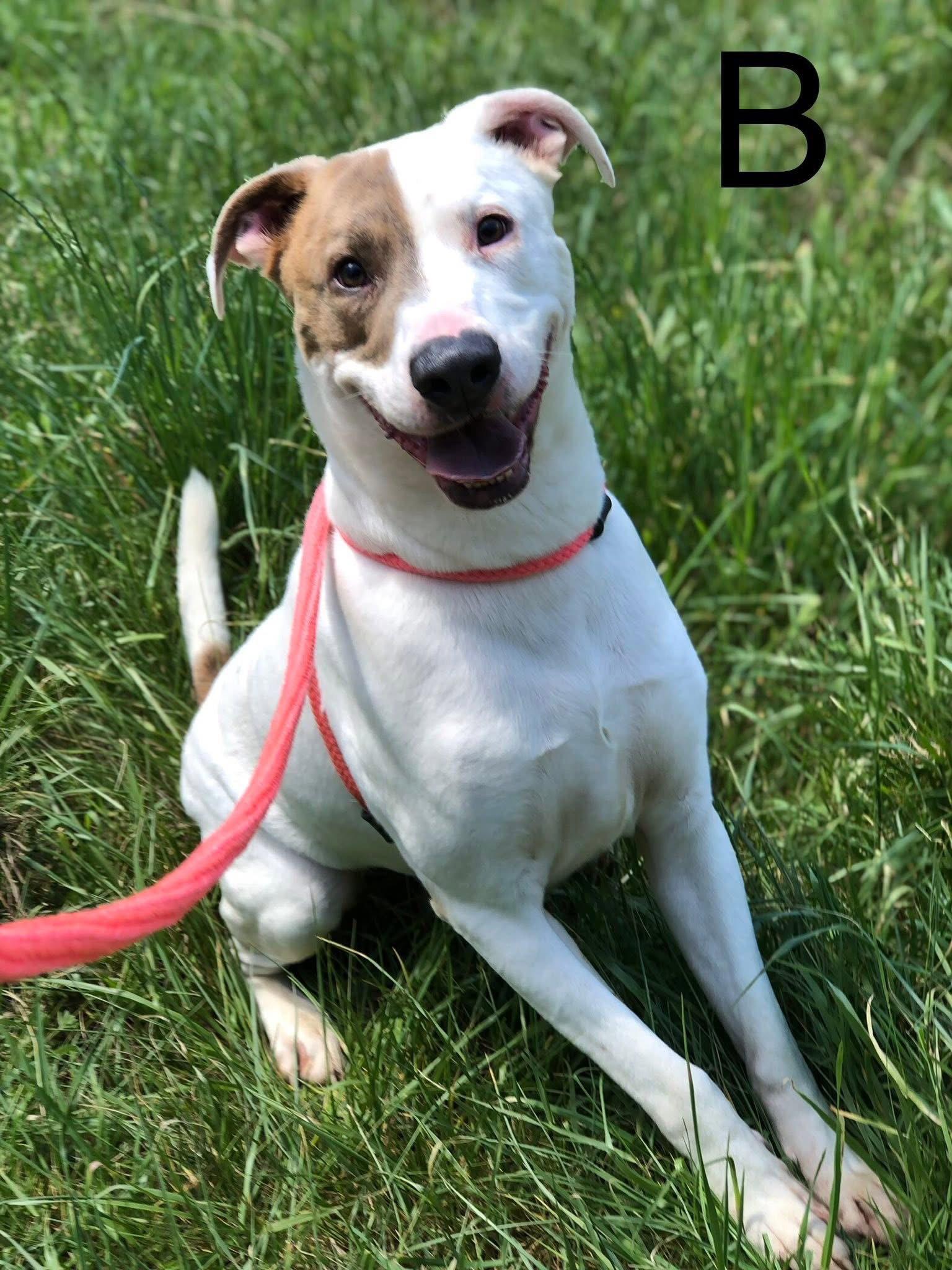 Enlarge B, a Adoptable Pit Bull Terrier in Elkins, WV image 3/3