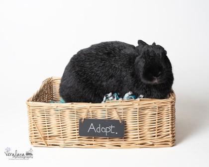 Moon, Adoptable, Adult Female American & Bunny Rabbit.