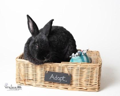 Enlarge Moon, a Adoptable mixed breed in Fairfax, VA image 1/2