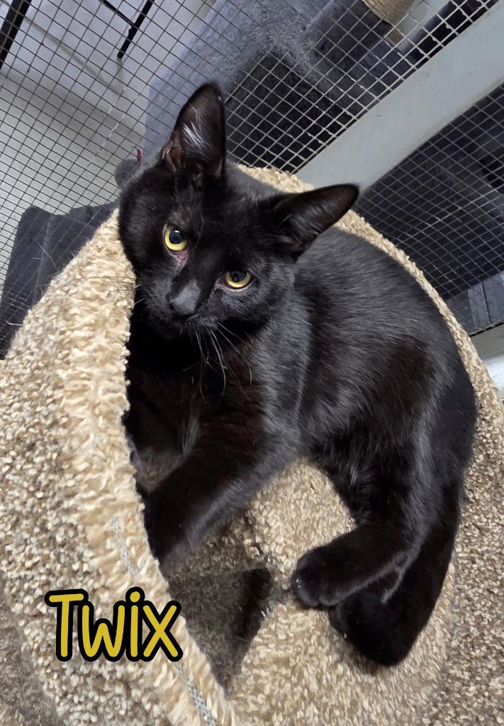 Twix, Adoptable, Young Male Domestic Short Hair.