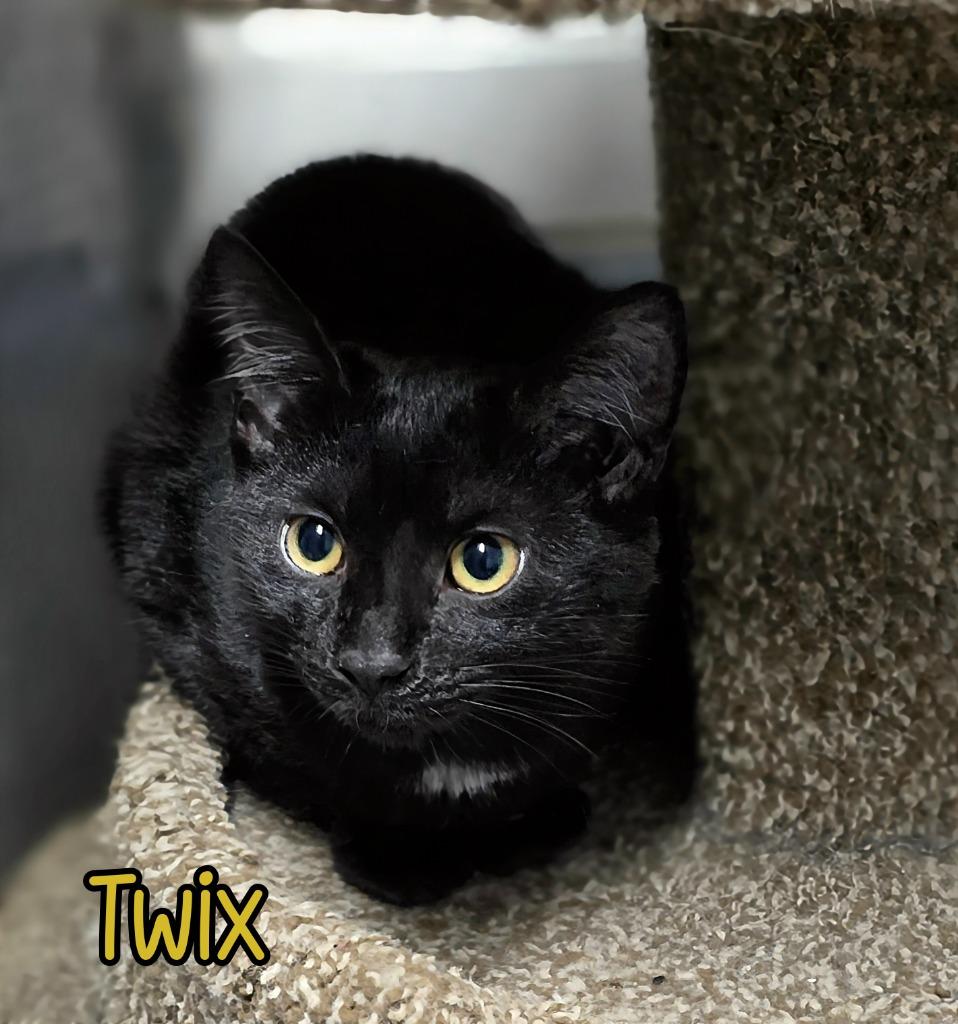 Enlarge Twix, a Adoptable mixed breed in Port Clinton, OH image 2/6