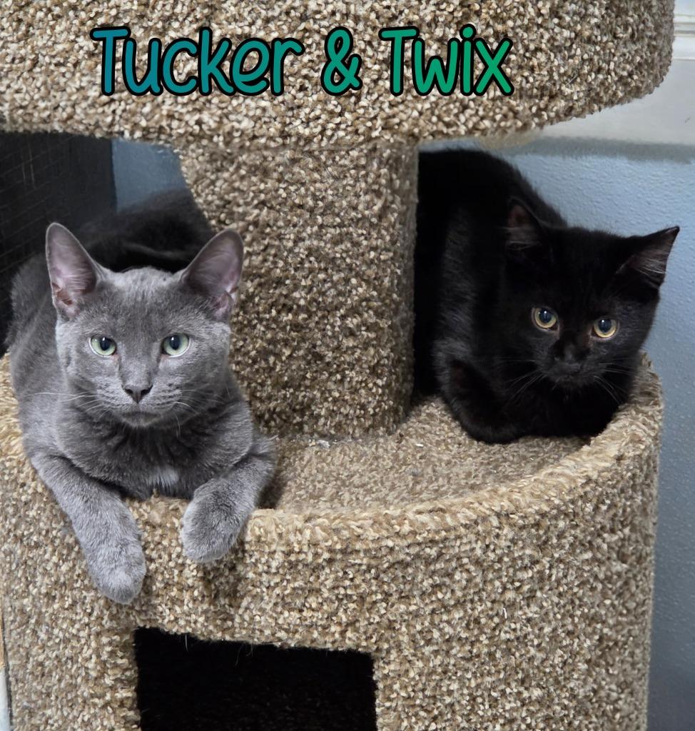 Enlarge Twix, a Adoptable mixed breed in Port Clinton, OH image 3/6