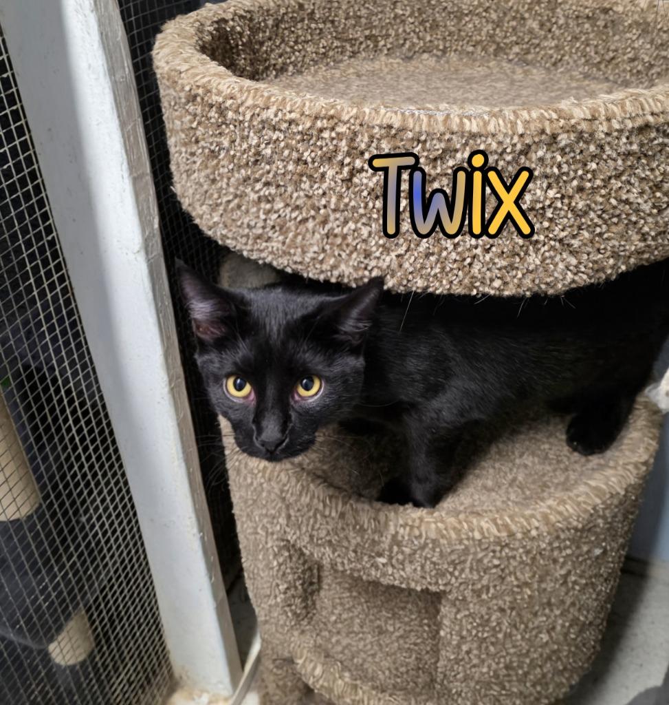 Enlarge Twix, a Adoptable mixed breed in Port Clinton, OH image 4/6