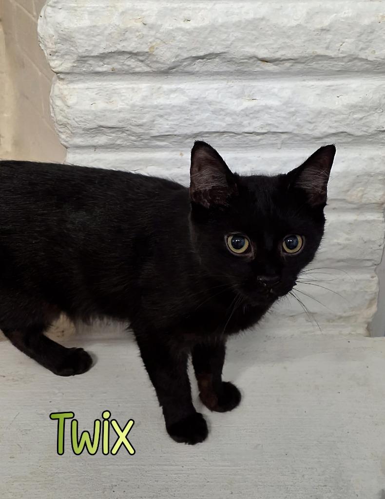 Enlarge Twix, a Adoptable mixed breed in Port Clinton, OH image 5/6