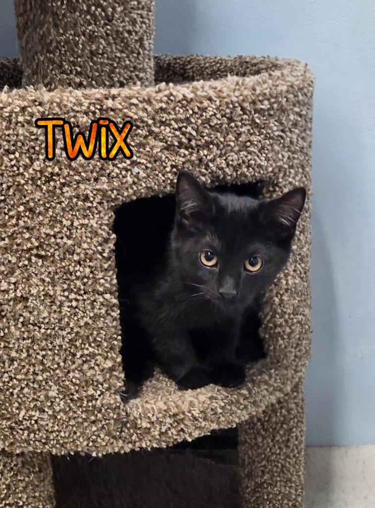 Enlarge Twix, a Adoptable mixed breed in Port Clinton, OH image 6/6