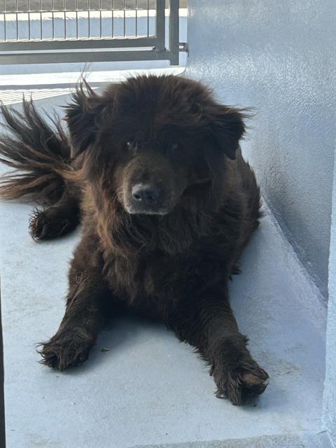 Enlarge KIM, a Adoptable Chow Chow in Downey, CA image 1/1