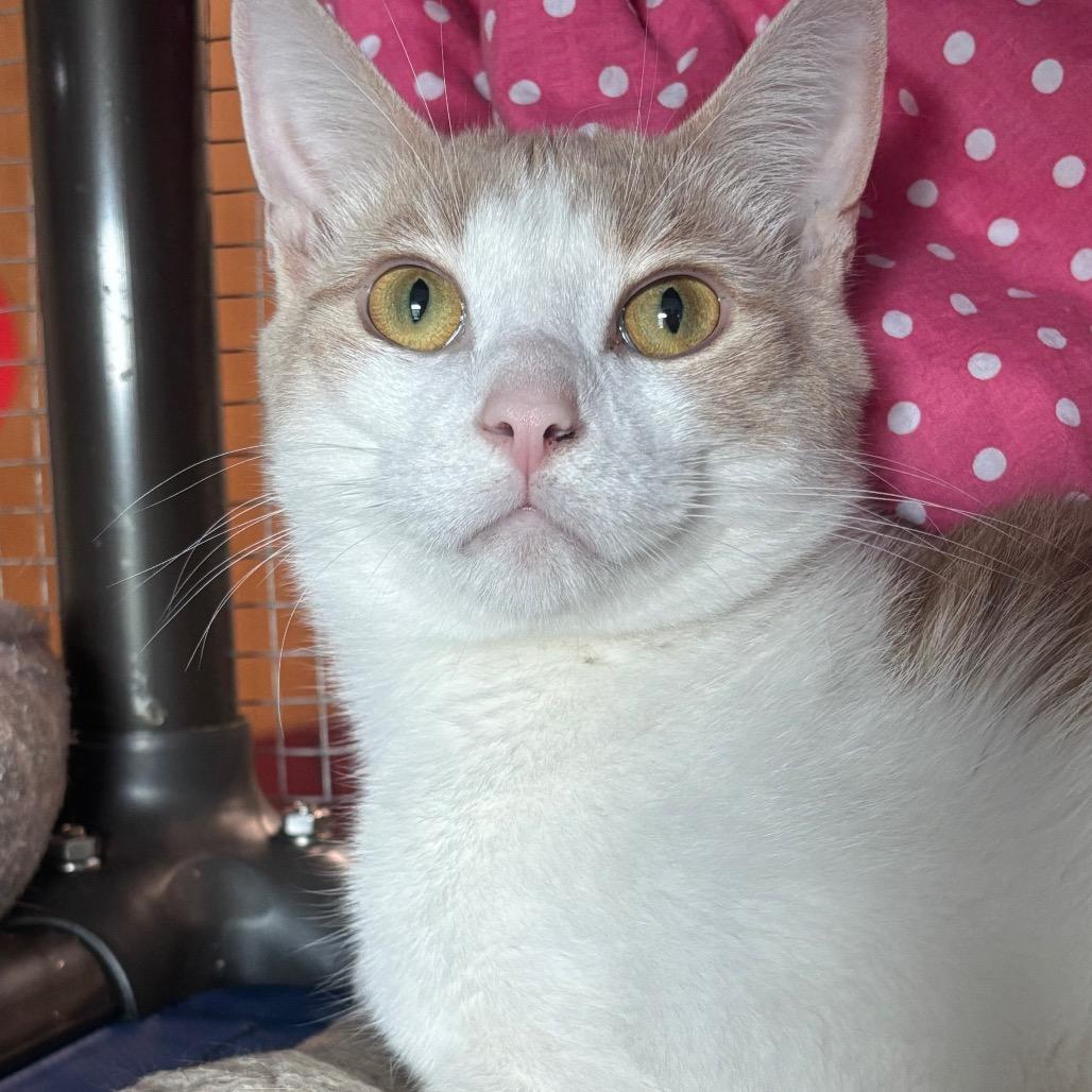 Sebastian 24C25, Adoptable, Adult Male Domestic Short Hair.