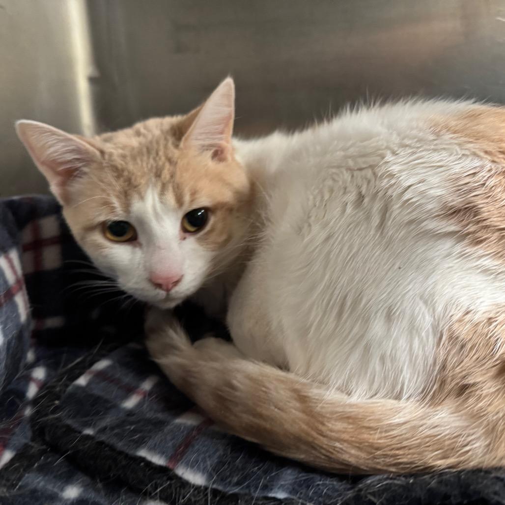 Enlarge Sebastian 24C25, a Adoptable Domestic Short Hair in Napoleon, OH image 2/6