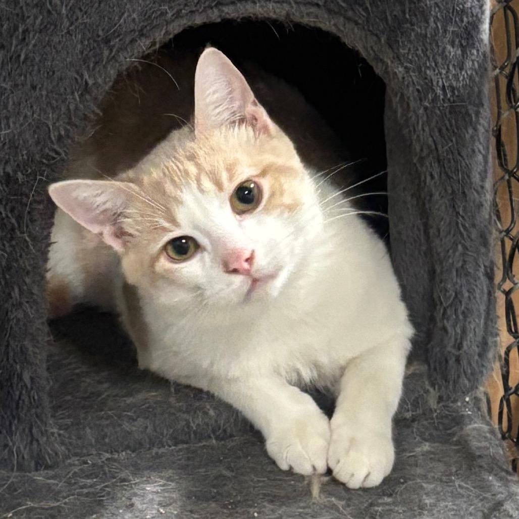 Enlarge Sebastian 24C25, a Adoptable Domestic Short Hair in Napoleon, OH image 3/6