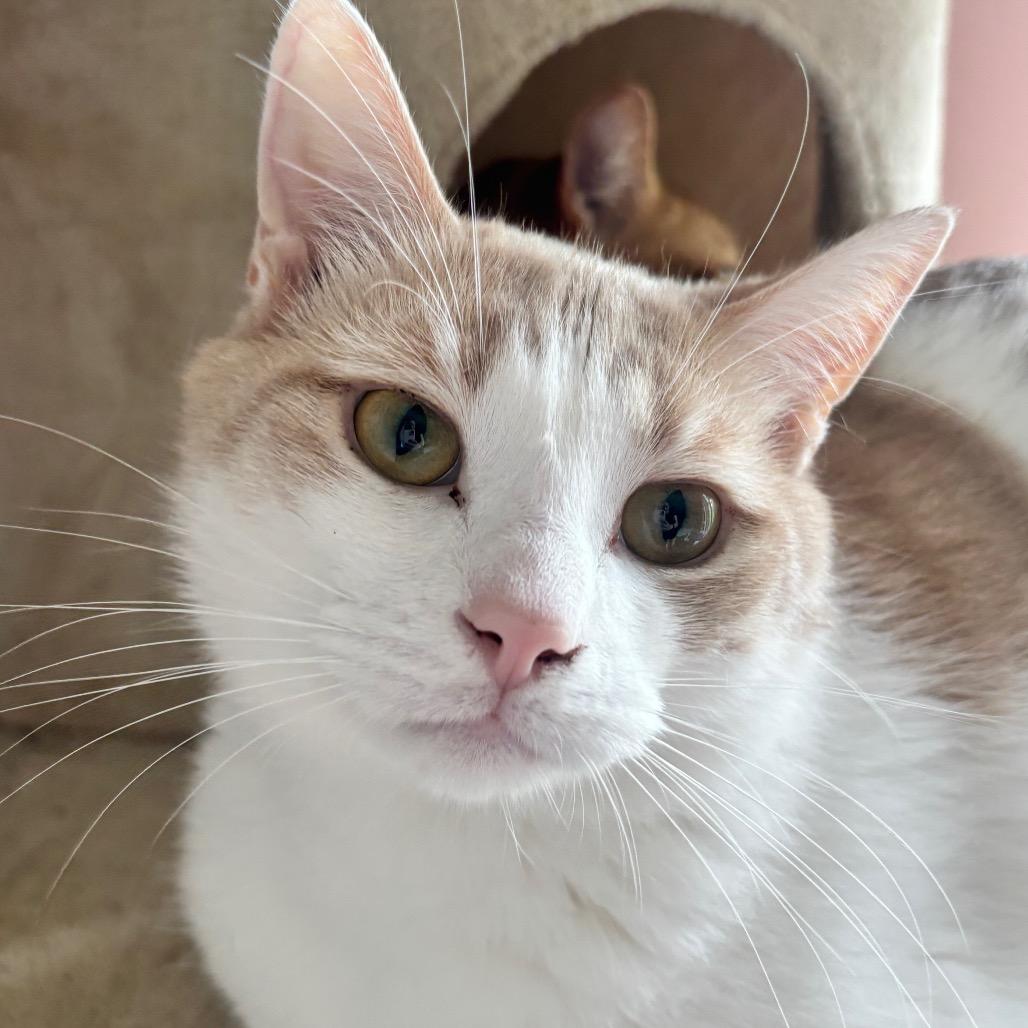 Sebastian 24C25, a Adoptable Domestic Short Hair in Napoleon, OH image 4/6