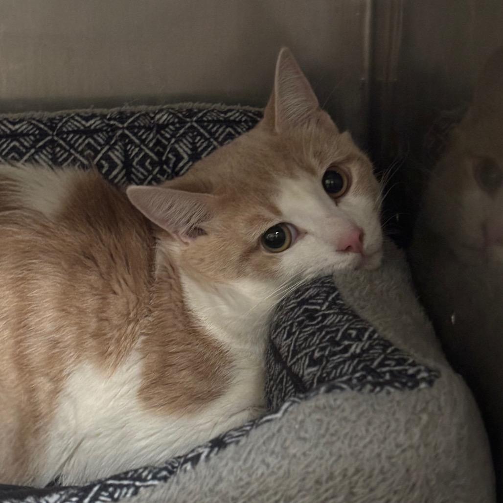 Enlarge Sebastian 24C25, a Adoptable Domestic Short Hair in Napoleon, OH image 4/6