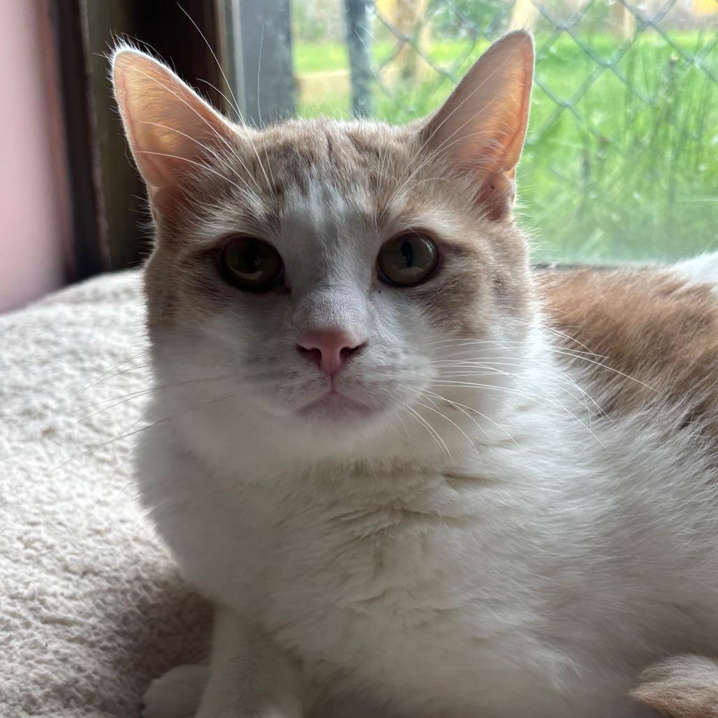 Sebastian 24C25, a Adoptable Domestic Short Hair in Napoleon, OH image 5/6