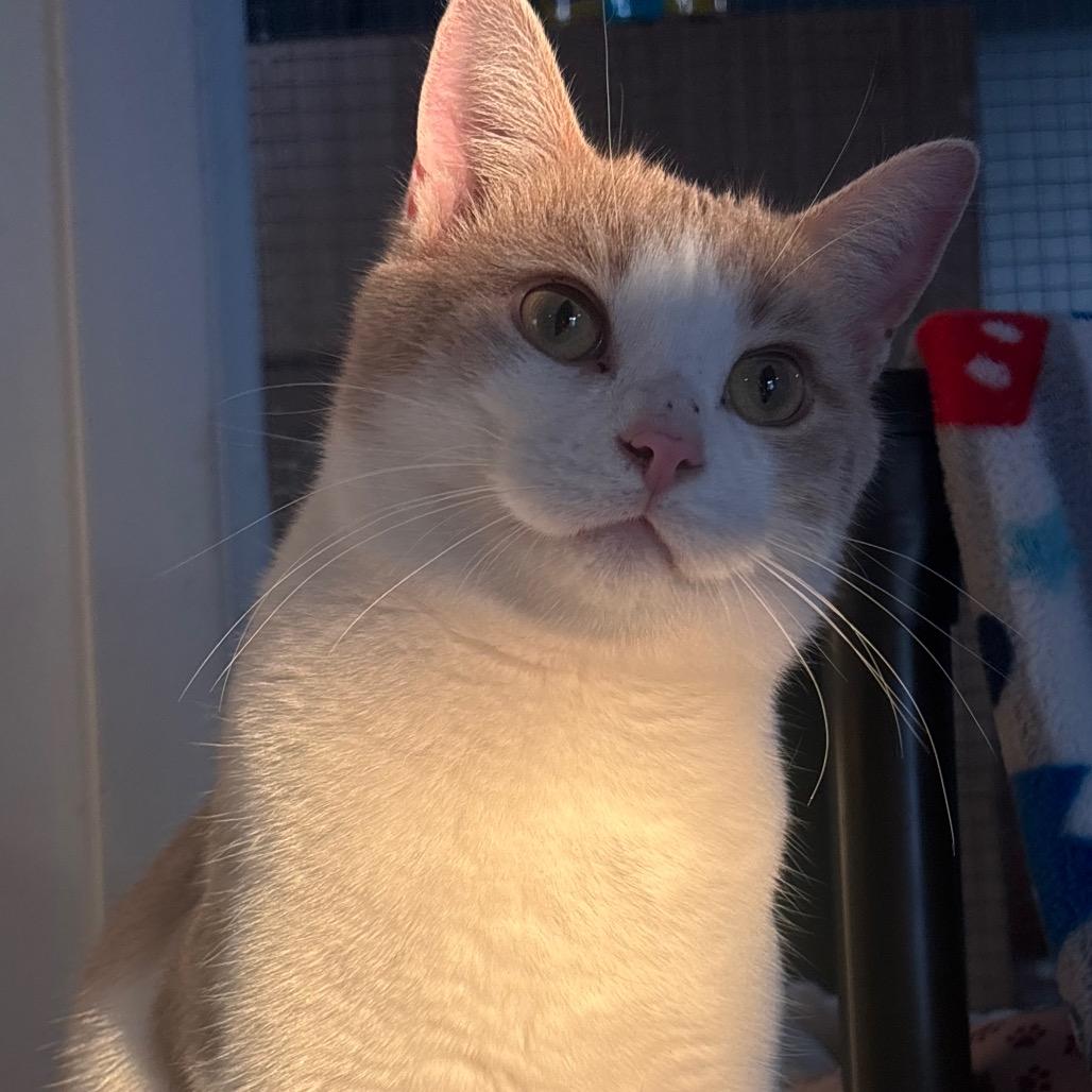 Enlarge Sebastian 24C25, a Adoptable Domestic Short Hair in Napoleon, OH image 5/6