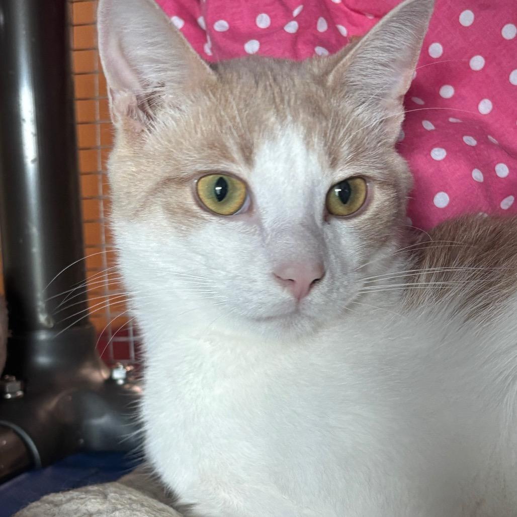 Enlarge Sebastian 24C25, a Adoptable Domestic Short Hair in Napoleon, OH image 6/6