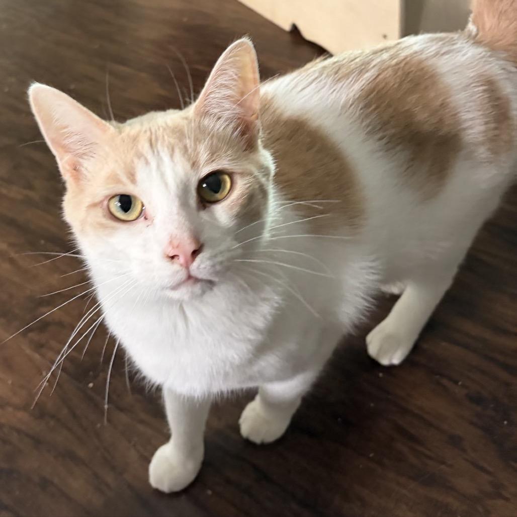 Sebastian 24C25, a Adoptable Domestic Short Hair in Napoleon, OH image 6/6