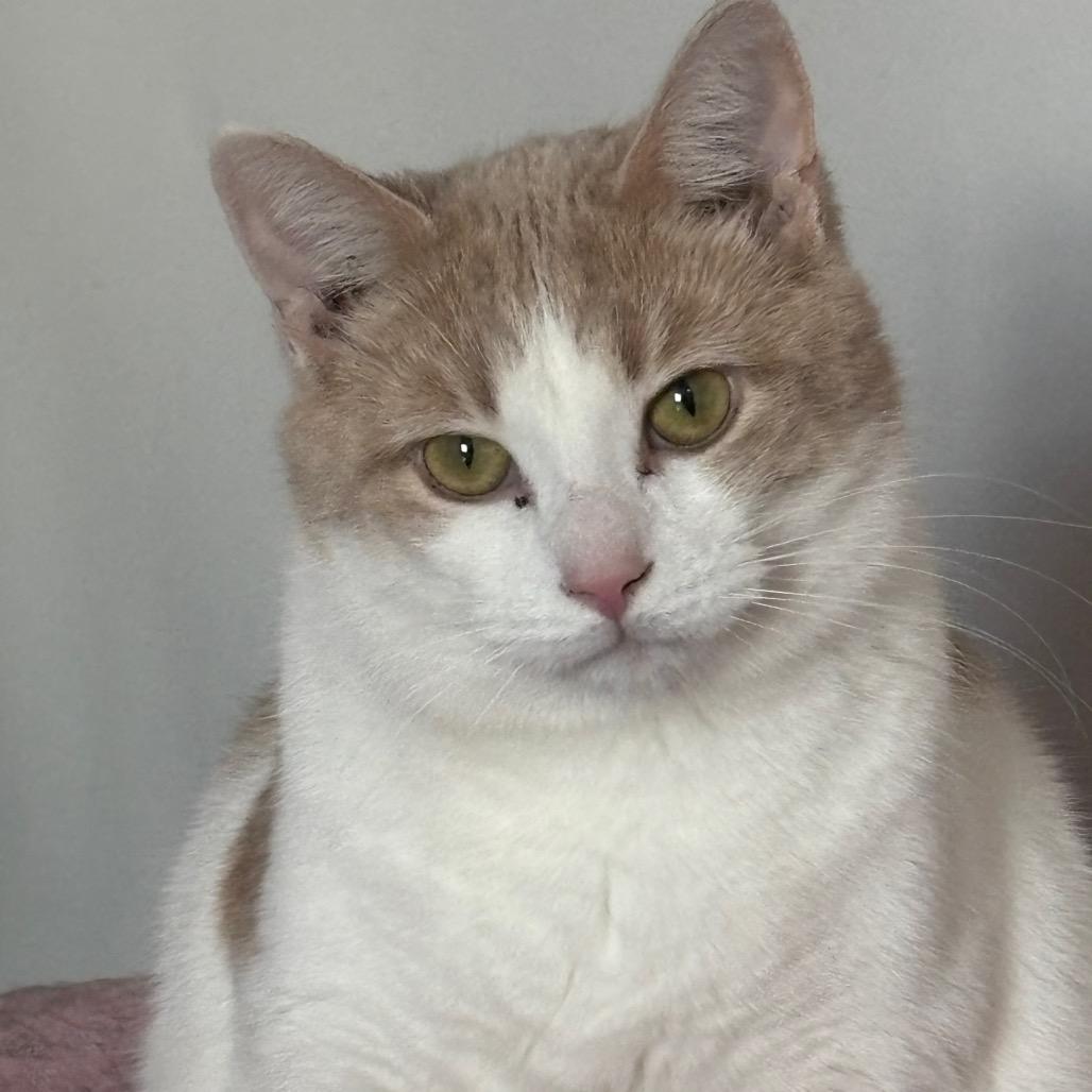 Enlarge Sebastian 24C25, a Adoptable Domestic Short Hair in Napoleon, OH image 6/6