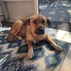 Honey, a Adoptable mixed breed in Little Rock, AR image 4/4