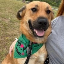 Honey, Adoptable, Young Female Mixed Breed.