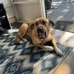 Honey, a Adoptable mixed breed in Little Rock, AR image 2/4