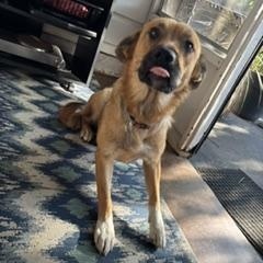 Honey, Adoptable, Young Female Shepherd.