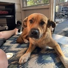 Honey, a Adoptable mixed breed in Little Rock, AR image 3/4