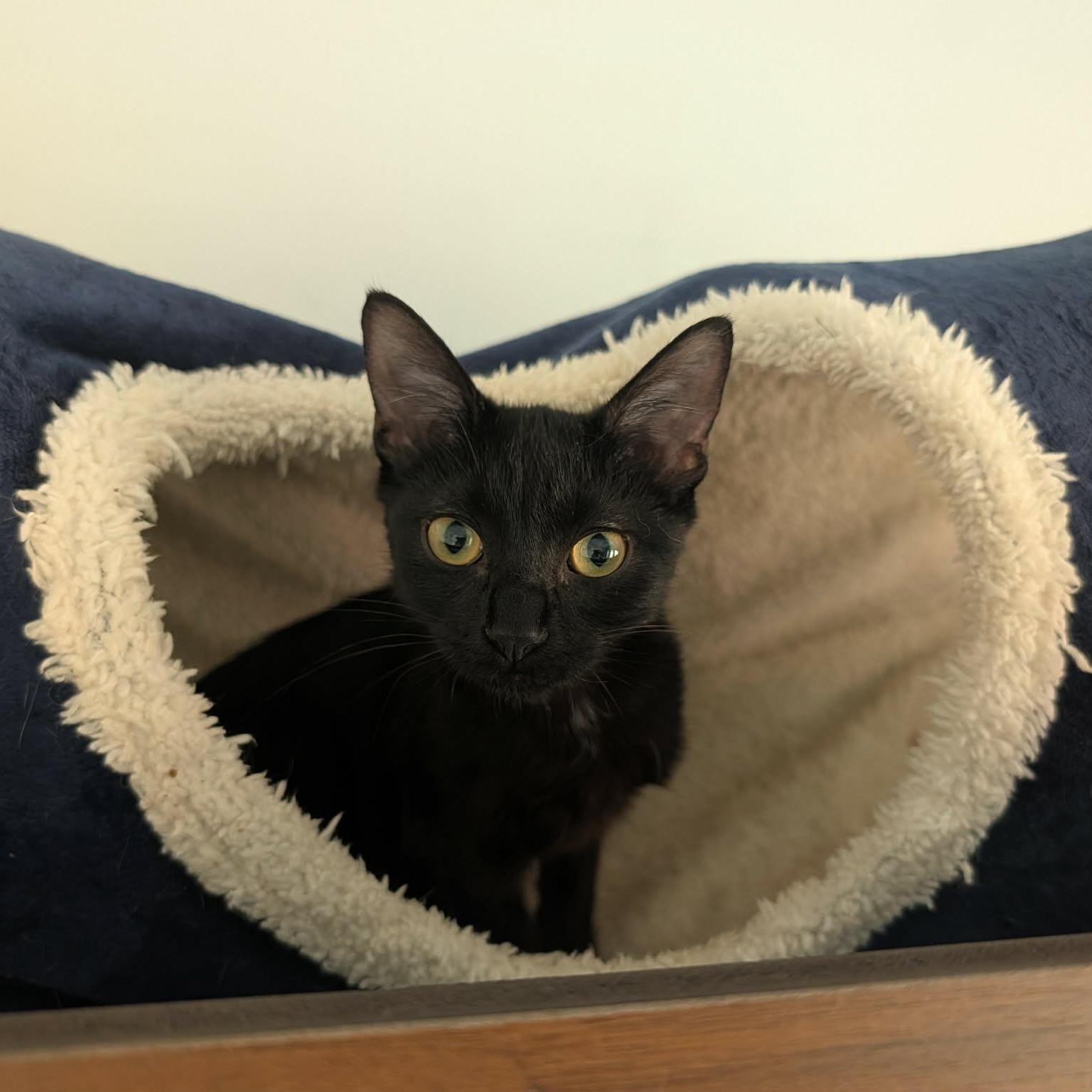 Enlarge Magic, a Adoptable Domestic Short Hair in Chandler, AZ image 2/2