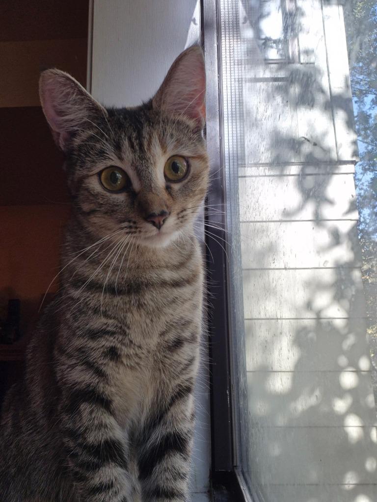 Floppy (Fiesta), Adoptable, Young Female Calico.