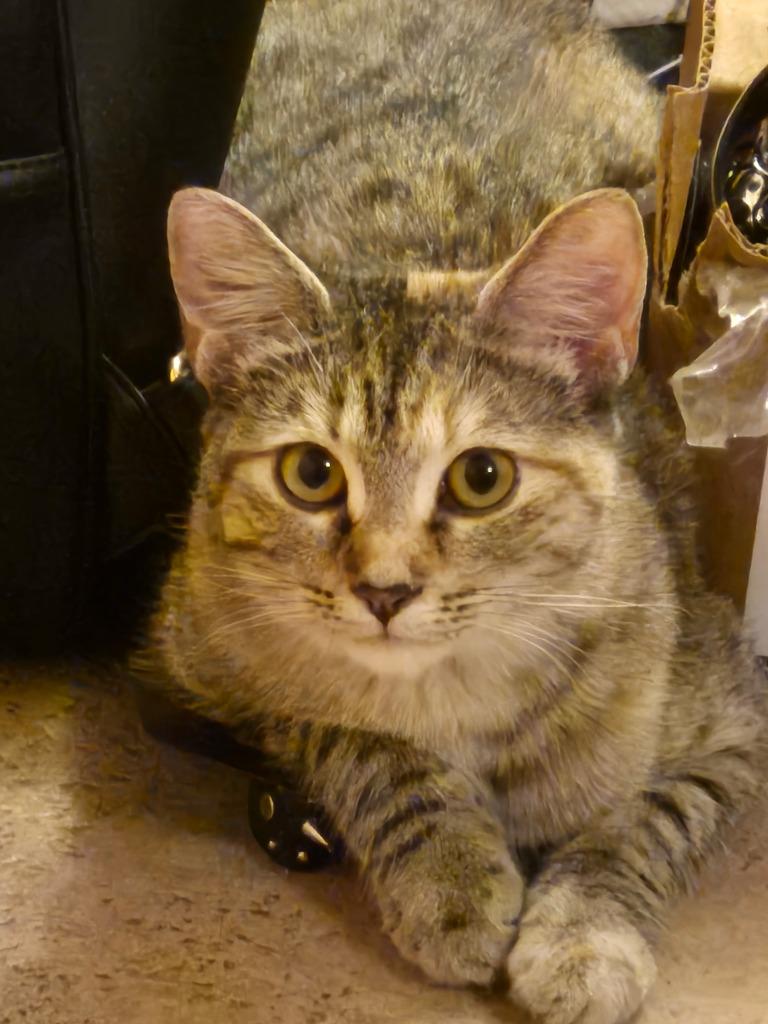 Floppy (Fiesta), a Adoptable Calico in Miami, OK image 3/3