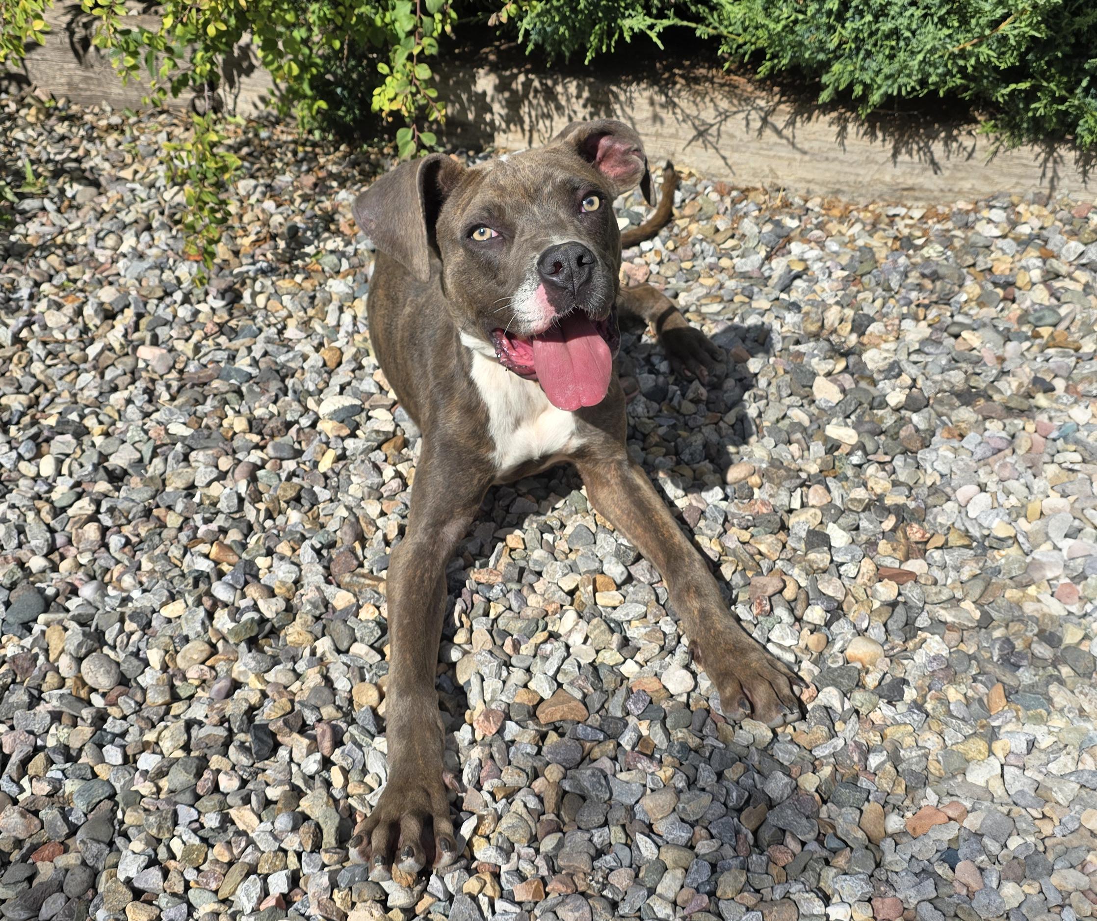 Our Shining Star Sammy Baygar = BEST of Show !, a Adoptable American Bully in Albuquerque, NM image 1/2