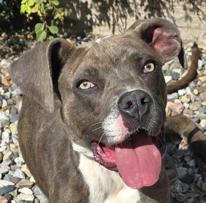 Our Shining Star Sammy Baygar = BEST of Show !, a Adoptable American Bully in Albuquerque, NM image 2/2