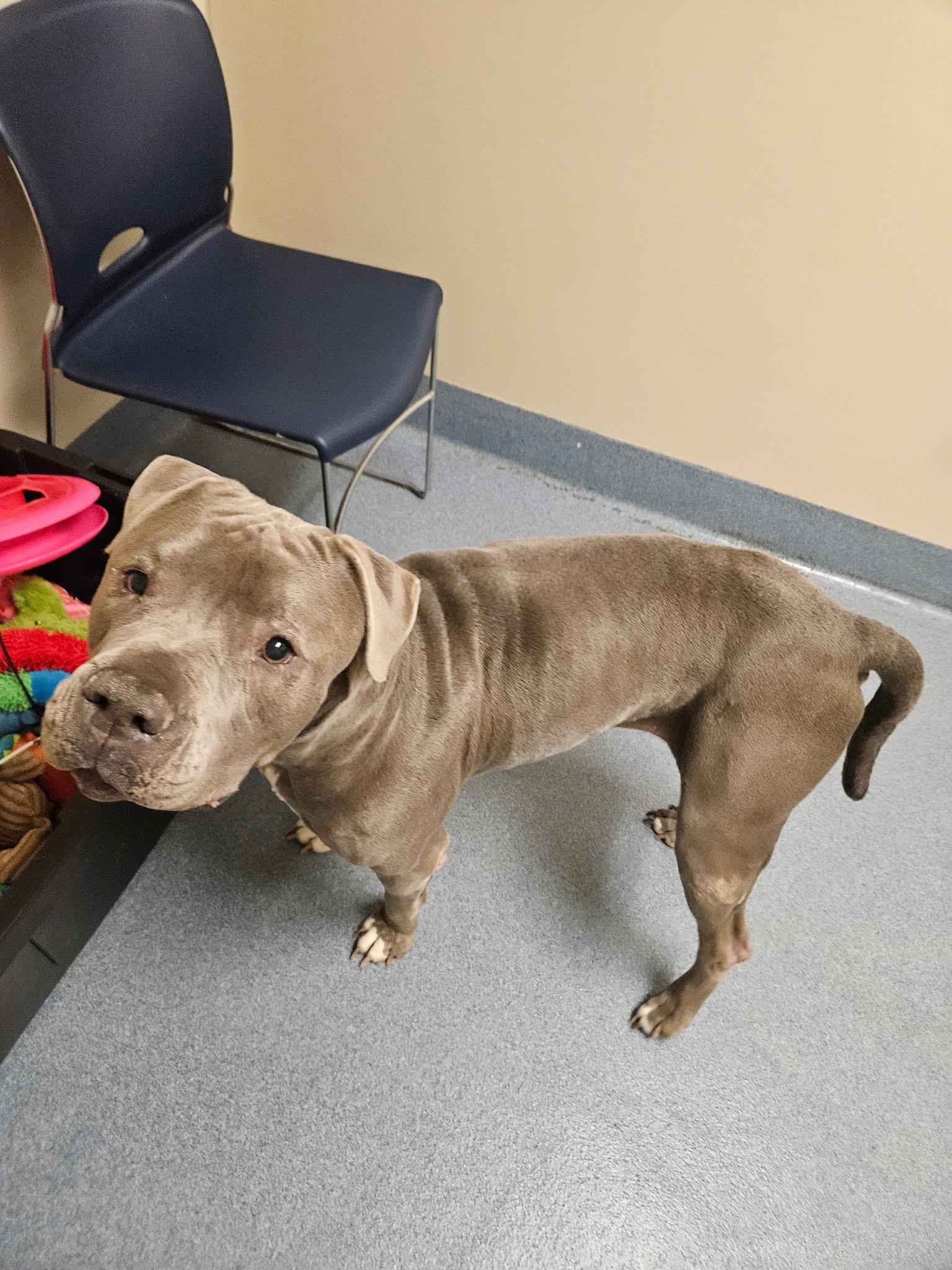 Luna, ADOPTABLE, Adult Female Pit Bull Terrier.