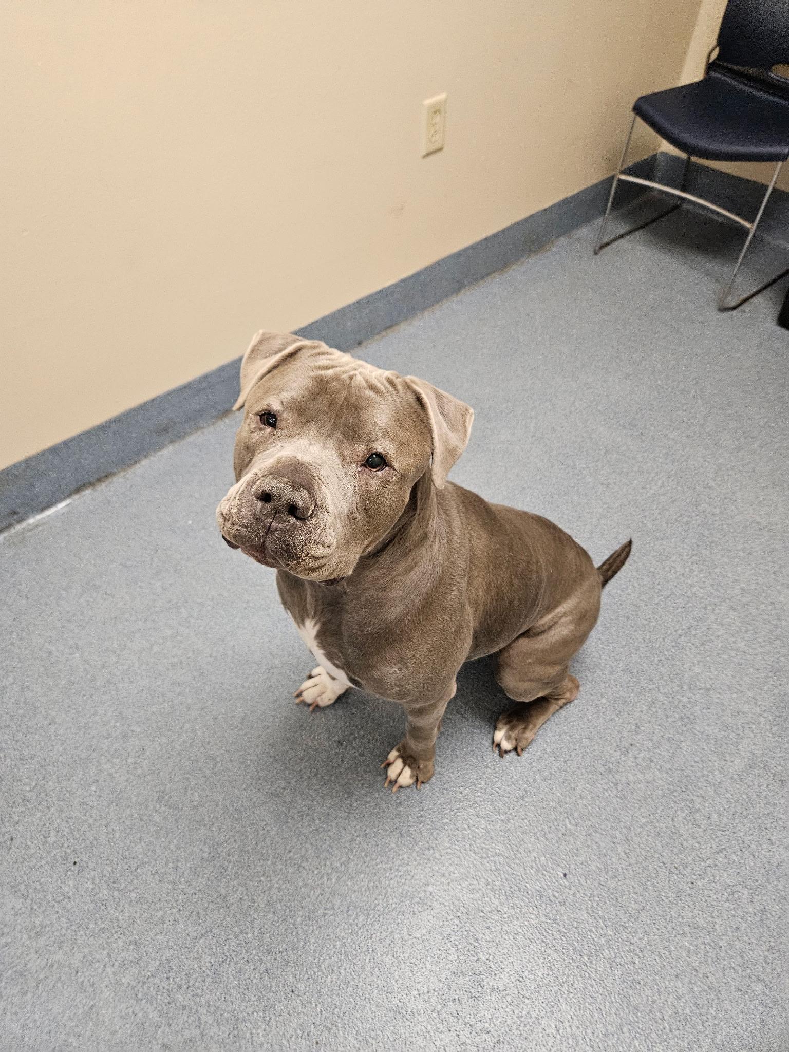 Enlarge Luna, a ADOPTABLE mixed breed in Suffolk, VA image 2/2