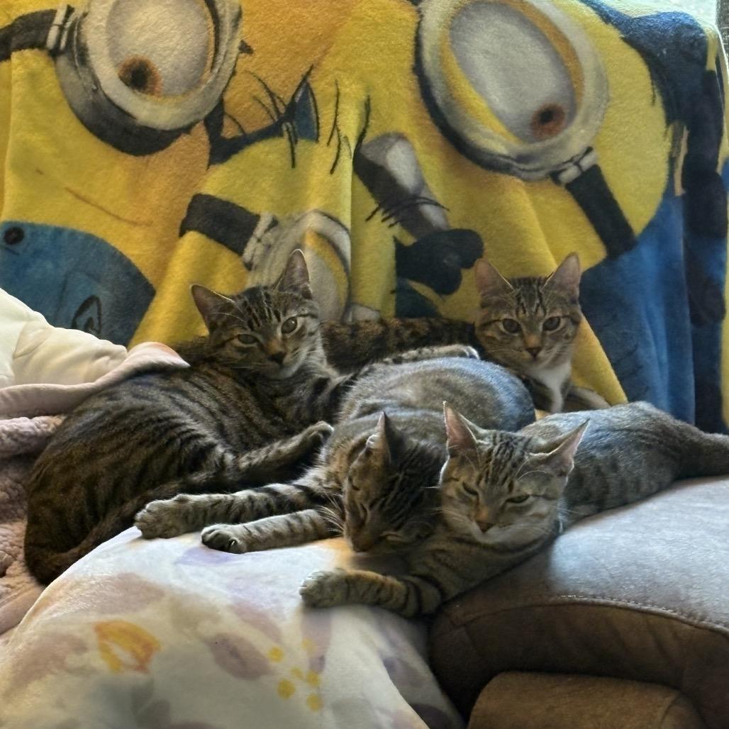 Blitzle, Adoptable, Young Male Domestic Short Hair.