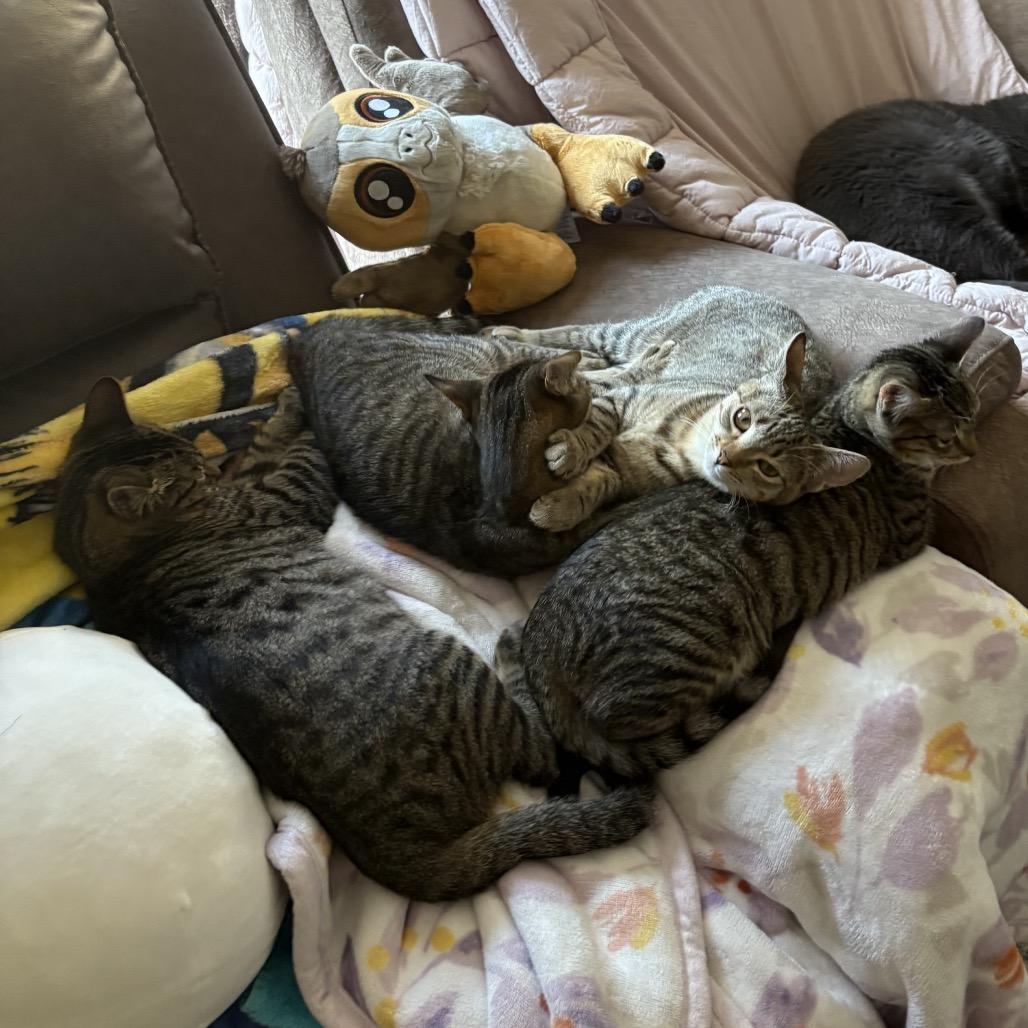 Blitzle, a Adoptable Domestic Short Hair in Suisun City, CA image 3/6